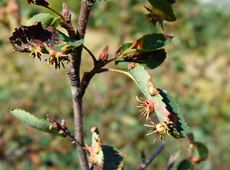 Galle su Amelanchier ovalis